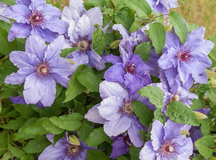Clematis 'Parisienne', Early Large-Flowered Clematis 'Parisienne', group 2 clematis, Fragrant clematis, purple clematis, Clematis Vine, Clematis Plant, Flower Vines, Clematis Flower, Clematis Pruning